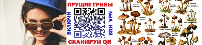 наркошоп Чухлома Псилоцибиновые грибы Magic Shrooms